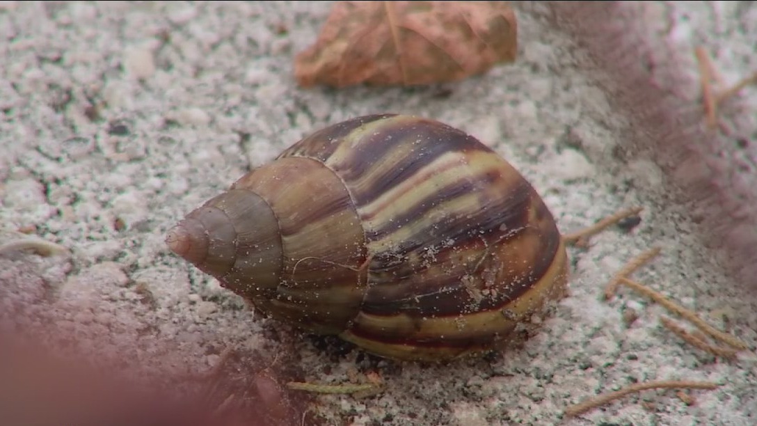 Giant African land snail found in Pasco County